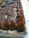 Chocotorta Original 100% Artesanal Exquisita! 4