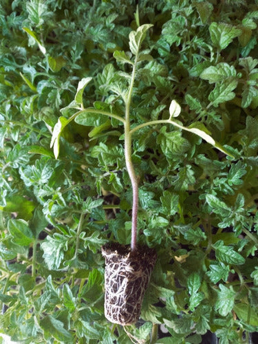 Plantines Huerta Tomate Perita O Platense X25 2