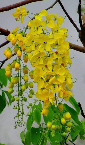 Peltophorum Dubium (Ibirá-Puitá) (Caña-Fístula) 1