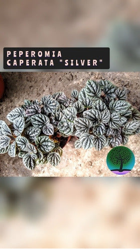 Peperomia Caperata Silver - Planta Interior - Maceta N°12 2