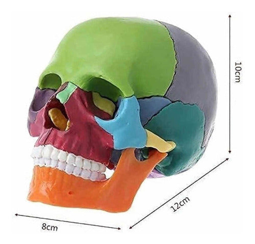 Scientific 3D Color Skull 3