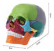 Scientific 3D Color Skull 3