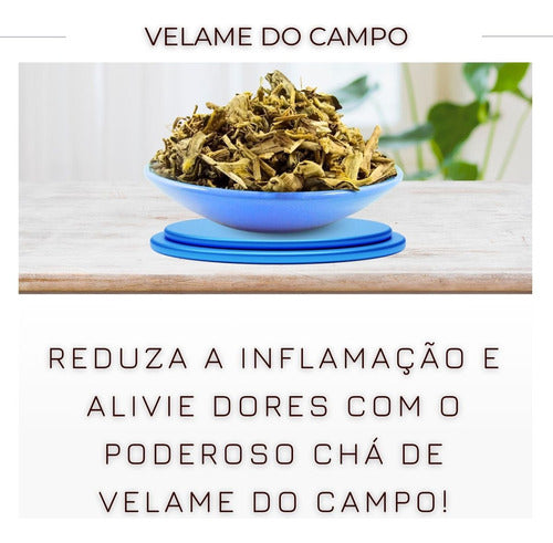 Leve 10 Chá Velame Do Campo Erva Seca Proprio Para Cha 3