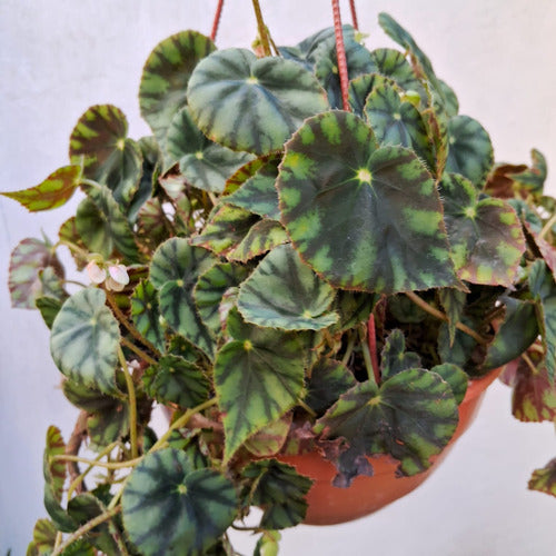 Planta De Interior Begonia Cleopatra En Bowl Colgante Nro 18 4