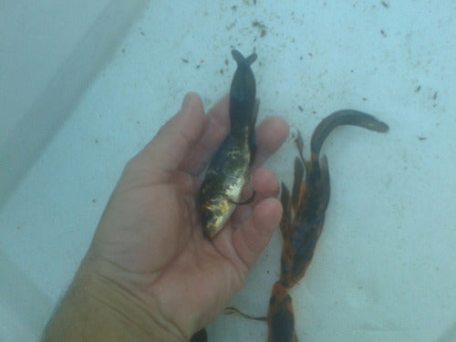 Koi Carp Shiny, Velifera 4 cm 0