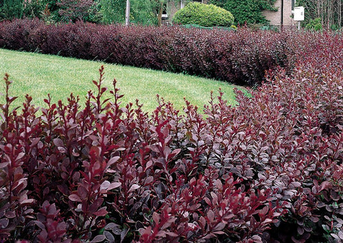 Berberis Thunbergii Atropurpúrea 1