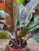 Philodendron Black - Filodendros 2