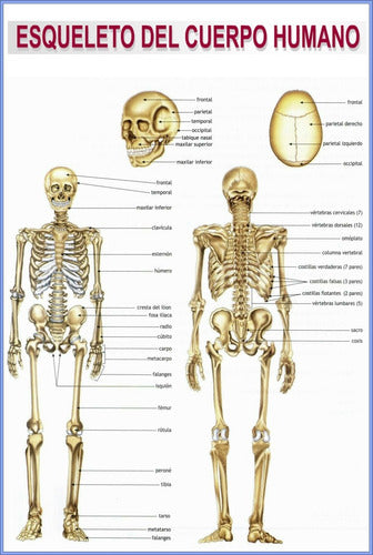 Huesos Del Cuerpo Humano Esqueleto Anatomía - Lámina 45x30cm 0