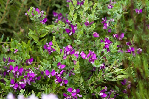 Polygala Myrtifolia  Little Bibi 2