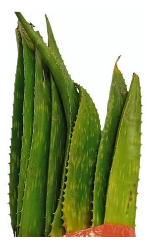 Grat Obelisco Aloe Vera Leaf Plant - 4 Years for Skin 1