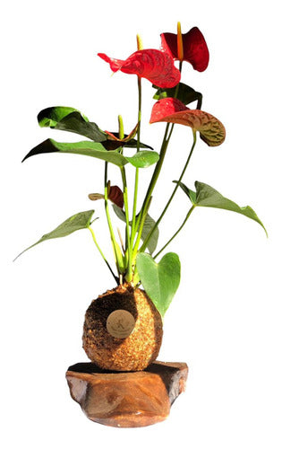 Kokedama Anturio Rojo Premium 0