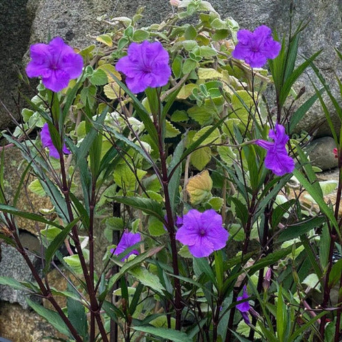 Ruellia Violetas,  ( Petunia Mexicana ) Plantas 1