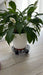 Plant Pot Holder with Wheels 3