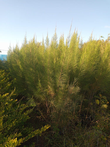 Casuarina Cunninghamiana 2 Mts. Pack X10 Unidades-envío 2