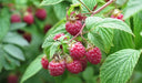 La Huertina Garden Combo Planta 4 Frutos Rojos Frambuesas, Blackberry, Arandano 4