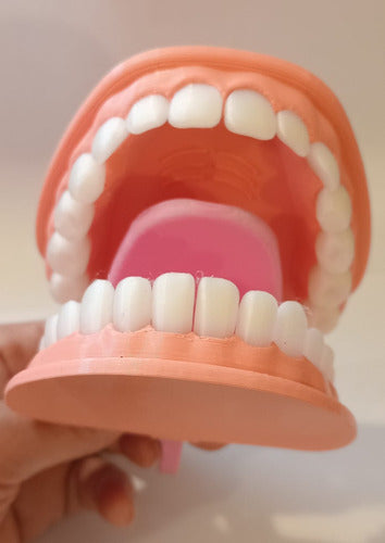 Articulated Educational Mouth Model 1