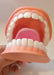 Articulated Educational Mouth Model 1