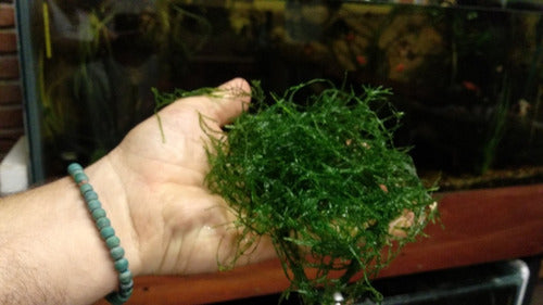 Java Moss for Aquariums 1