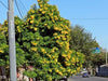 Guarán Amarillo (tecoma Stans) , Espectaculares ! 1