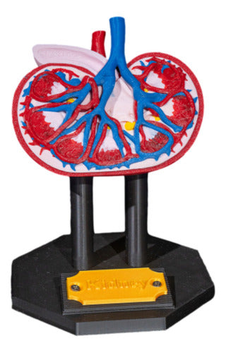 Generic Human Kidney Model 0