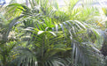 Clorofila_Plants Palmera Areca Gigante 30 L. Certified by Senasa 2