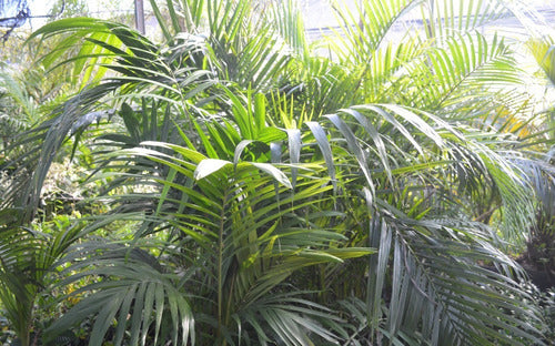 Clorofila_Plants Palmera Areca Gigante 30 L. Certified by Senasa 2