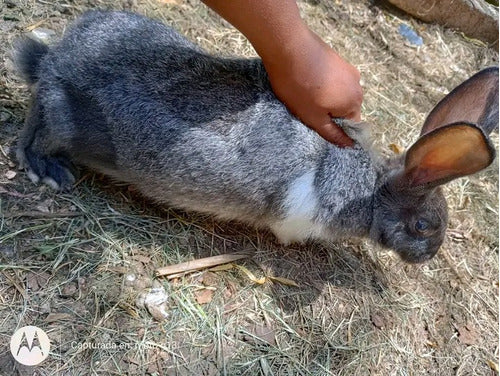 Mascotitas Flemish Giant, Californianos, and Neo Rabbits 2