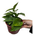 TAIHI.COMPOST Pothos Plant 0