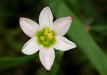 Azucena Del Río (Zephyranthes Candida) - Especies Nativas 3