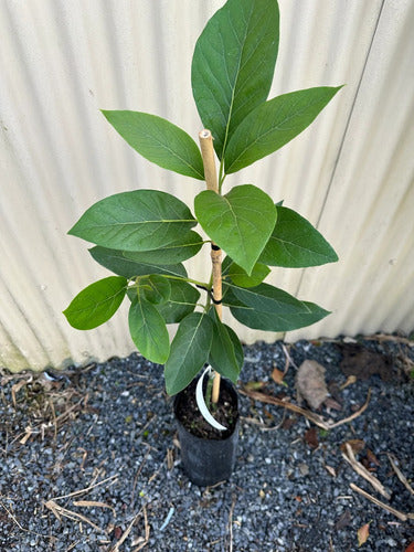 Árbol De Palta Hass Injertado Combo X 3 Unidades 2