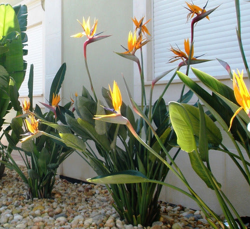 Zotami Plantas Strelitzia Reginae Flor Pajaro Ave 7L Naranja 1