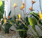 Zotami Plantas Strelitzia Reginae Flor Pajaro Ave 7L Naranja 1