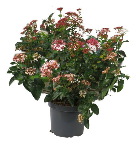 TROPICA Laurentinos (Viburnum Tinus) Ideal For Live Hedges 0