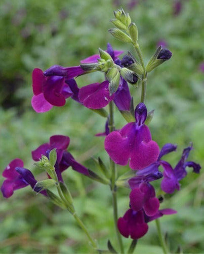 Salvia Greggii ! De Colecciòn... 1