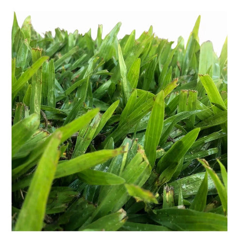 Grama Bahiana - Premium Brazilian Grass 0