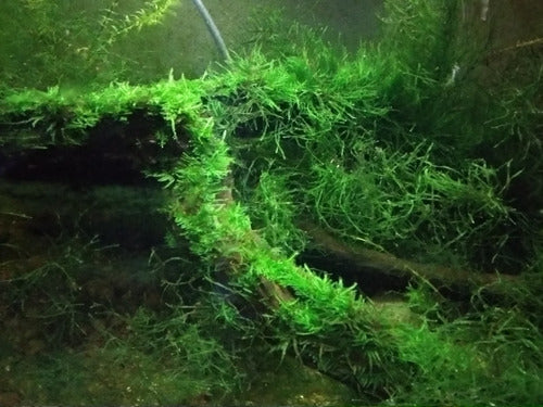 Java Moss for Aquariums 0