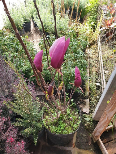 Magnolia Pùrpura ( M Liliflora) 5