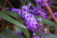 Hardenbergia Violácea , Trepadora Flores Violetas ! 5