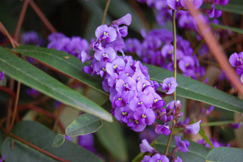 Hardenbergia Violácea , Trepadora Flores Violetas ! 5