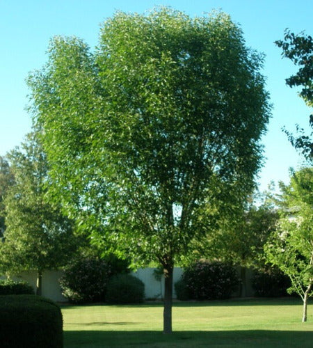 Fresno Perenne ! ( Fraxinus Uhdei Majestic Beauty) Árboles 3