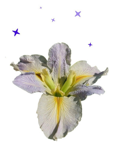 Iris Louisiana Alumine 0