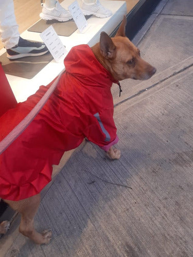 Piloto Impermeable Perro Grande (hecho A Medida) 5