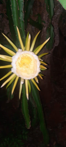 Pitahaya Fruit Plant!!! 2