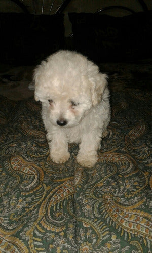 Caniche Mini Toy 50dias 2