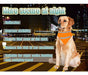 Kalining High Visibility Dog Scarf Pet Bandana 2