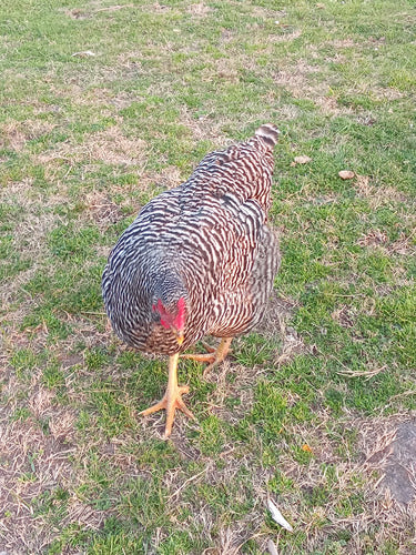 Gallo Gallina Batatas 6