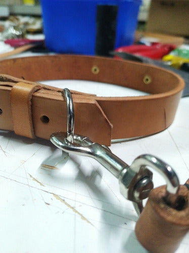 Leather Collars with Bronze Identification 2