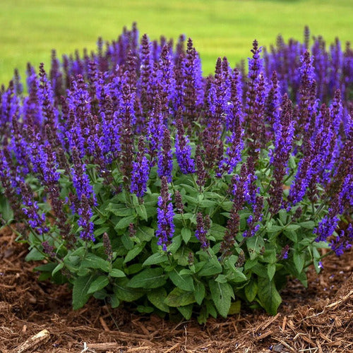 TROPICA Salvia Nemorosa 'Bumbleblue' Starter - Impressive Flowering 1