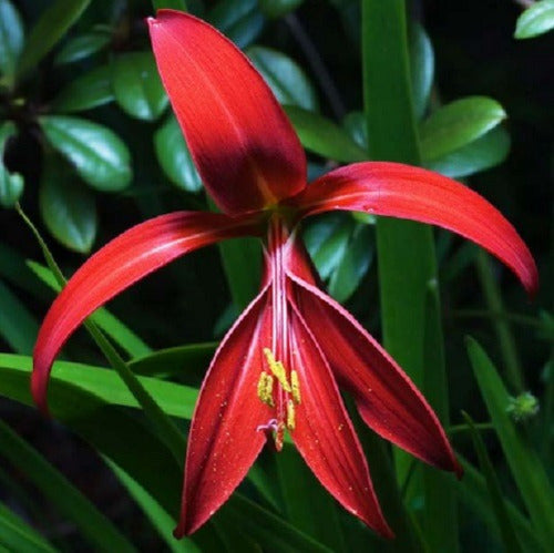 Bulbin Bulbos De Flor De Lis - Sprekelia Formossisima X 1 Bulbo 2