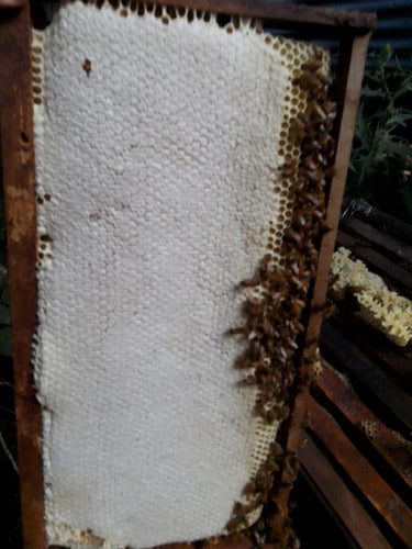 Pampa y Flor Pure Bee Honey 10kg 1